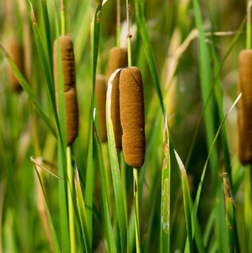 Typha — plante et accessoire de jardin à Marrakech