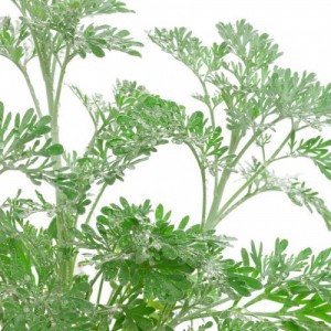 Absinthe — plante et accessoire de jardin à Marrakech