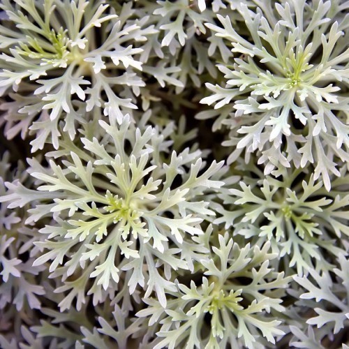 Artemesia Absinthium — plante et accessoire de jardin à Marrakech