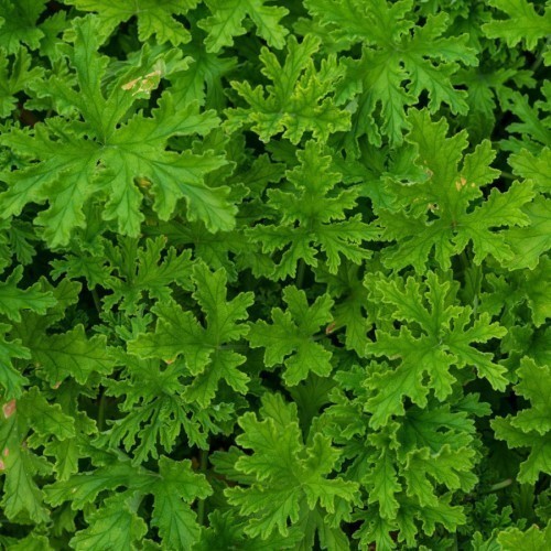 Geranium Odorant — plante et accessoire de jardin à Marrakech