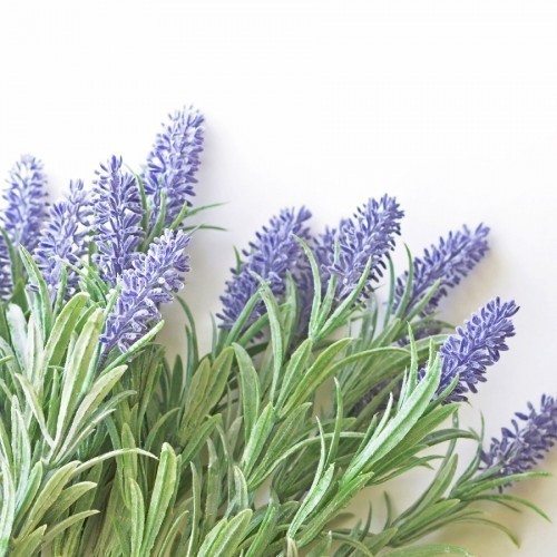 Lavandula Officinalis (Lavande) — plante et accessoire de jardin à Marrakech