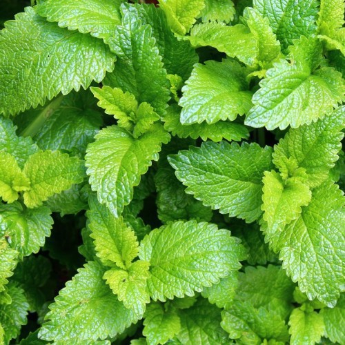 Melissa Officinalis — plante et accessoire de jardin à Marrakech