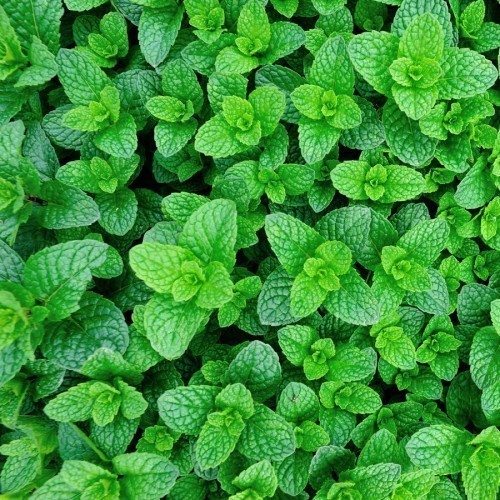 Menthe — plante et accessoire de jardin à Marrakech