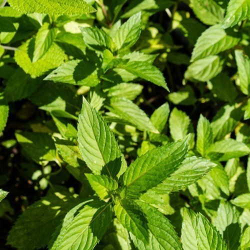 Menthe Poivre — plante et accessoire de jardin à Marrakech