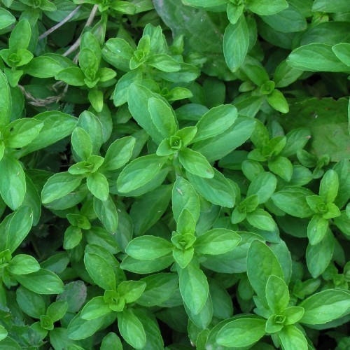 Menthe Pouliot — plante et accessoire de jardin à Marrakech