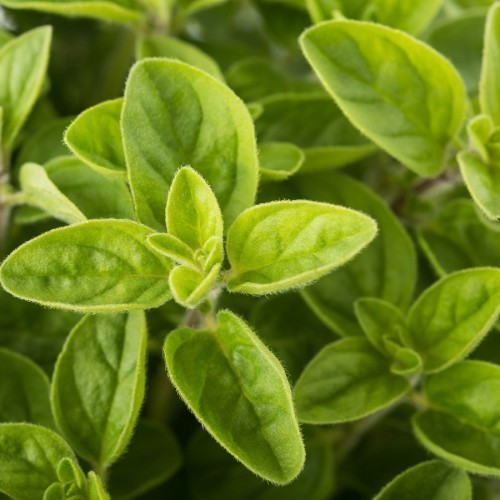 Origanum Vulgare — plante et accessoire de jardin à Marrakech