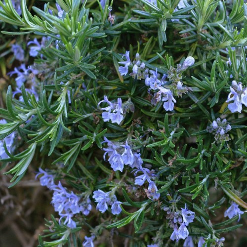 Rosmarinus Officinalis (Romarin) — plante et accessoire de jardin à Marrakech