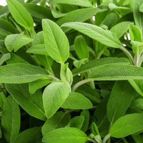 Salvia Officinalis — plante et accessoire de jardin à Marrakech