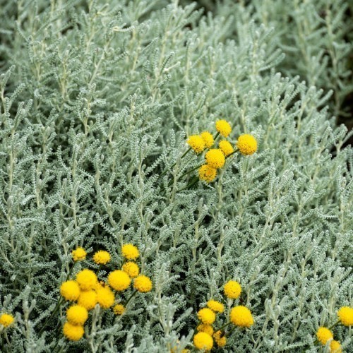 Santoline — plante et accessoire de jardin à Marrakech