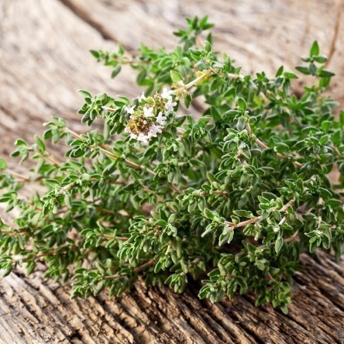 Thym — plante et accessoire de jardin à Marrakech