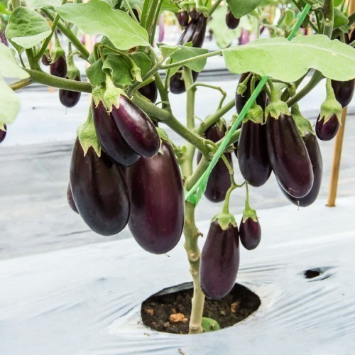 Aubergine — plante et accessoire de jardin à Marrakech