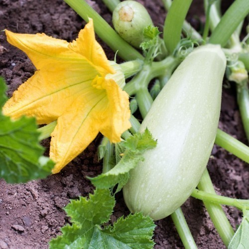 Courgette — plante et accessoire de jardin à Marrakech