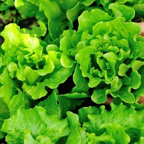 Laitue — plante et accessoire de jardin à Marrakech