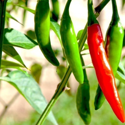 Piment — plante et accessoire de jardin à Marrakech