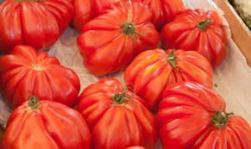 Tomate Coeur De Boeuf — plante et accessoire de jardin à Marrakech