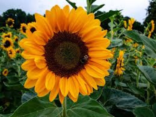 Tournesol — plante et accessoire de jardin à Marrakech