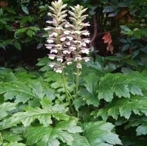 Acanthus Mollis (Acanthe A Feuilles Molles) — plante et accessoire de jardin à Marrakech