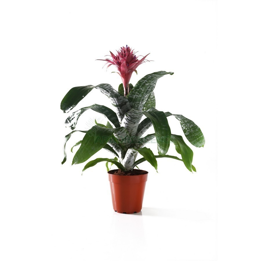 Aechmea — plante et accessoire de jardin à Marrakech
