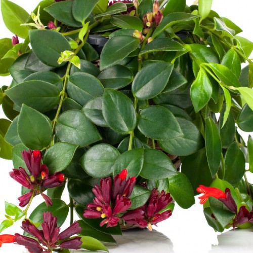 Aeschynanthus — plante et accessoire de jardin à Marrakech