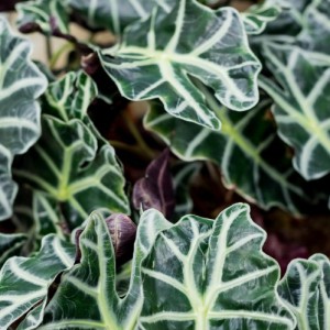 Alocasia Amazonica — plante et accessoire de jardin à Marrakech
