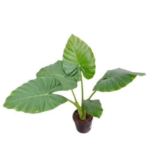 Alocasia Cucullata — plante et accessoire de jardin à Marrakech