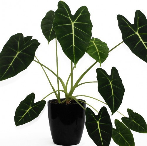 Alocasia Wentii — plante et accessoire de jardin à Marrakech