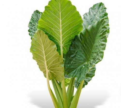 Alocasia Zebrina — plante et accessoire de jardin à Marrakech