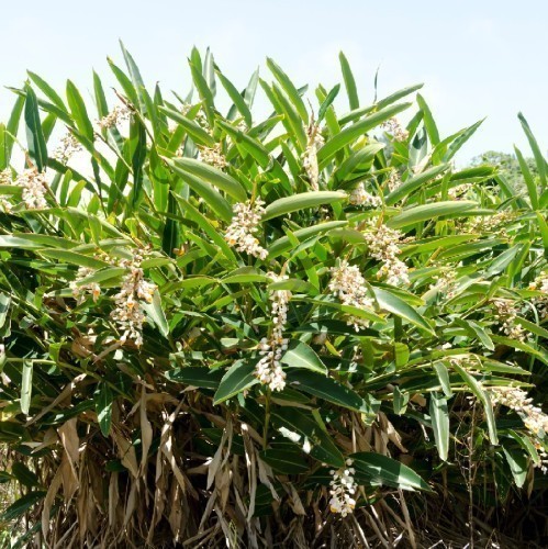 Alpinia Zerumbet — plante et accessoire de jardin à Marrakech