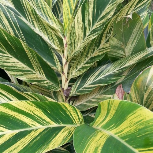 Alpinia Zerumbet Variegata — plante et accessoire de jardin à Marrakech