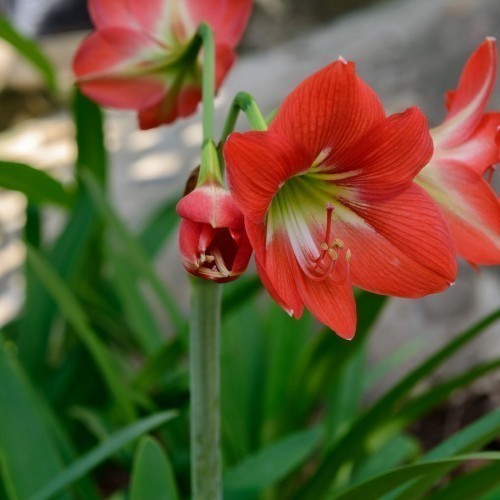 Amaryllis — plante et accessoire de jardin à Marrakech