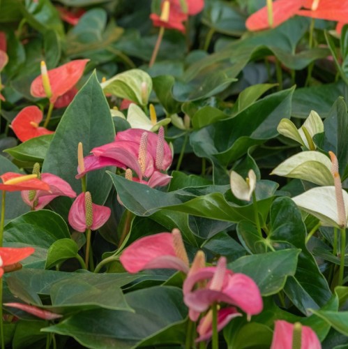 Anthurium — plante et accessoire de jardin à Marrakech
