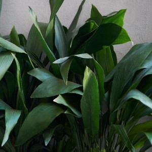 Aspidistra Elatior — plante et accessoire de jardin à Marrakech