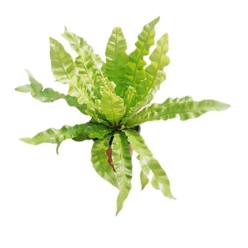 Asplenium — plante et accessoire de jardin à Marrakech