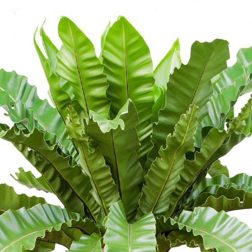 Asplenium Antiquum — plante et accessoire de jardin à Marrakech