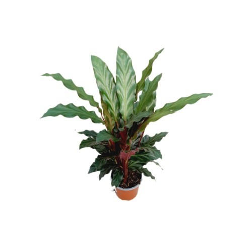 Calathea — plante et accessoire de jardin à Marrakech