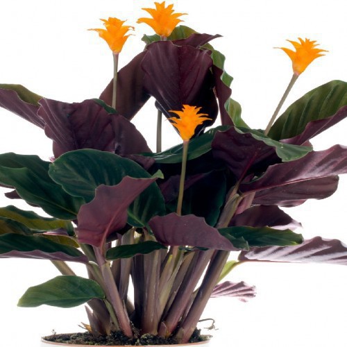 Calathea Crocata Candela — plante et accessoire de jardin à Marrakech