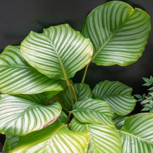 Calathea Orbifolia — plante et accessoire de jardin à Marrakech