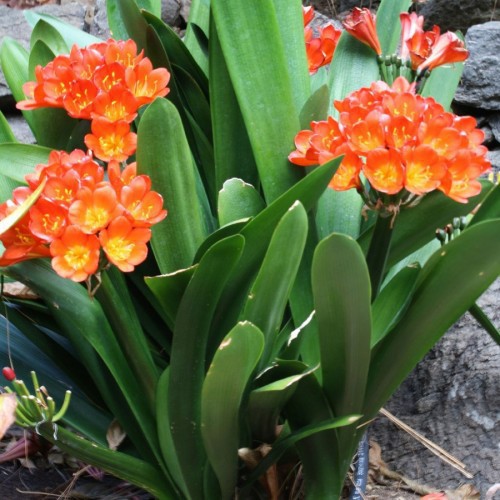 Clivia Miniata — plante et accessoire de jardin à Marrakech