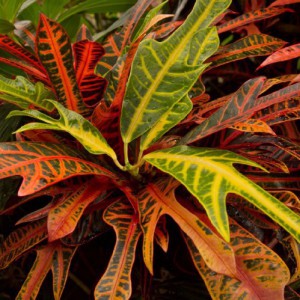 Codiaeum (Croton) — plante et accessoire de jardin à Marrakech