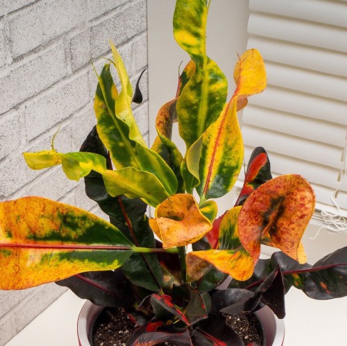 Codiaeum Excellent — plante et accessoire de jardin à Marrakech