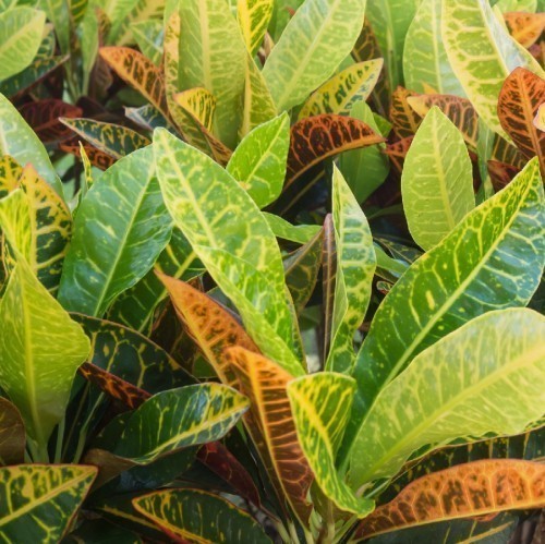 Codiaeum Petra (Croton) — plante et accessoire de jardin à Marrakech