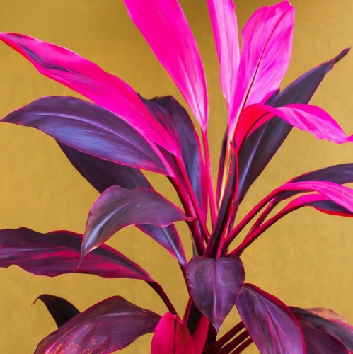 Cordyline — plante et accessoire de jardin à Marrakech