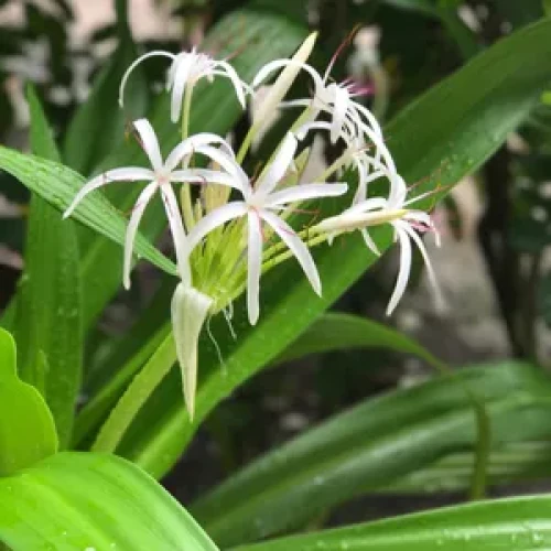 Crinum Asiaticum — plante et accessoire de jardin à Marrakech