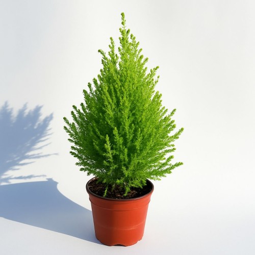 Cupressus Gold Wilma — plante et accessoire de jardin à Marrakech