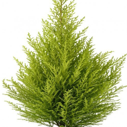 Cupressus Goldcrest Wilma — plante et accessoire de jardin à Marrakech