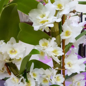 Cymbidium — plante et accessoire de jardin à Marrakech