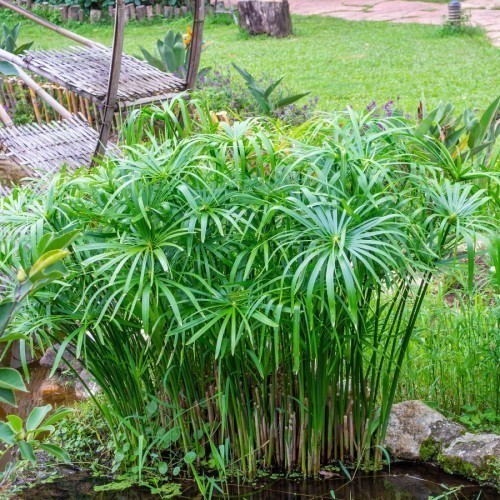Cyperus Alternifolius — plante et accessoire de jardin à Marrakech
