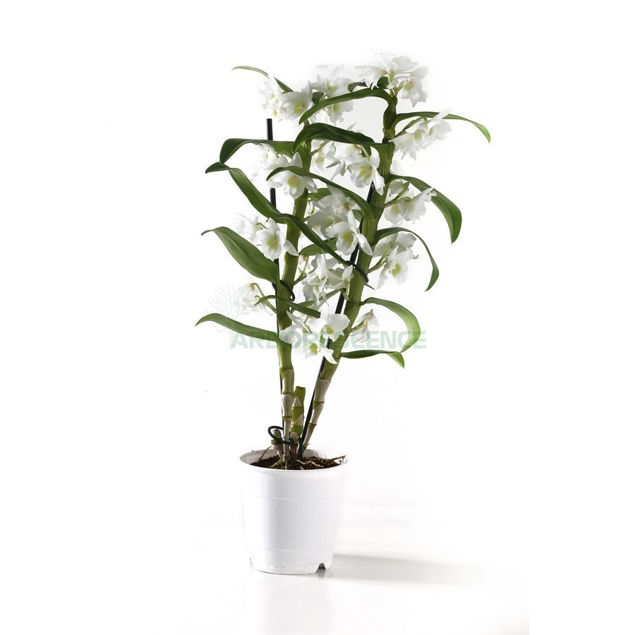 Dendrobium — plante et accessoire de jardin à Marrakech