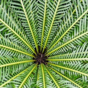Dicksonia Antarctica — plante et accessoire de jardin à Marrakech