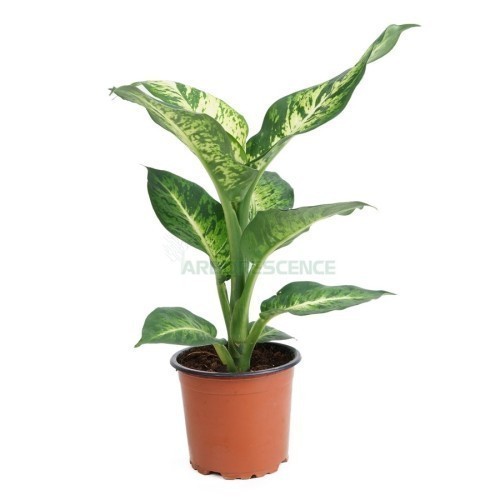 Dieffenbachia — plante et accessoire de jardin à Marrakech